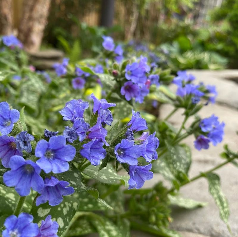 Pulmonaria