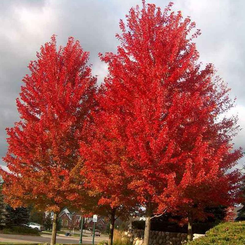 Autumn Blaze Maple