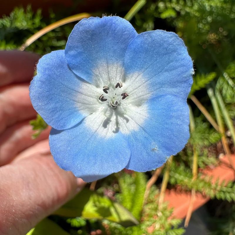 Nemophila (Baby Blue Eyes)