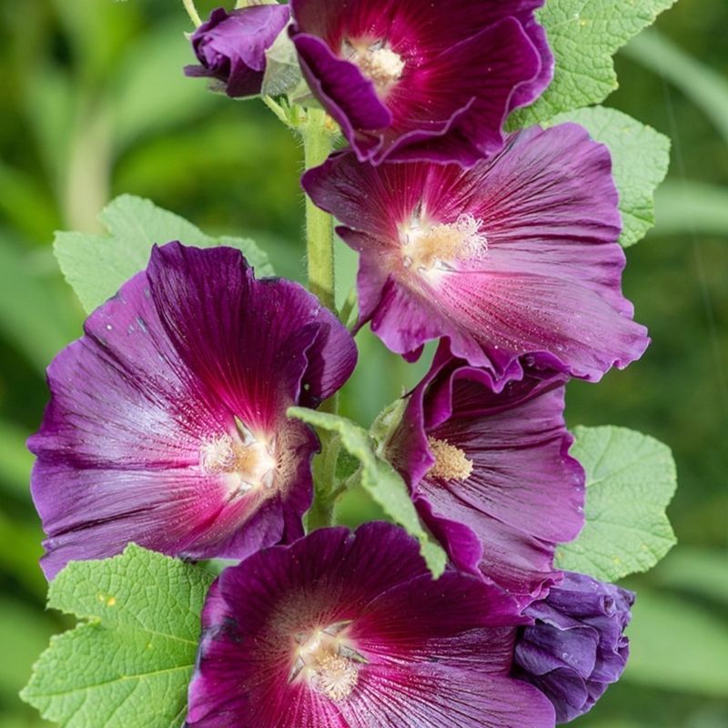 Hollyhocks