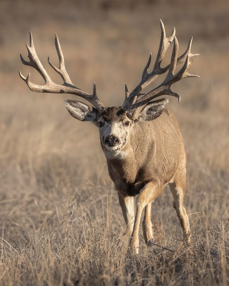 Deer Resistant