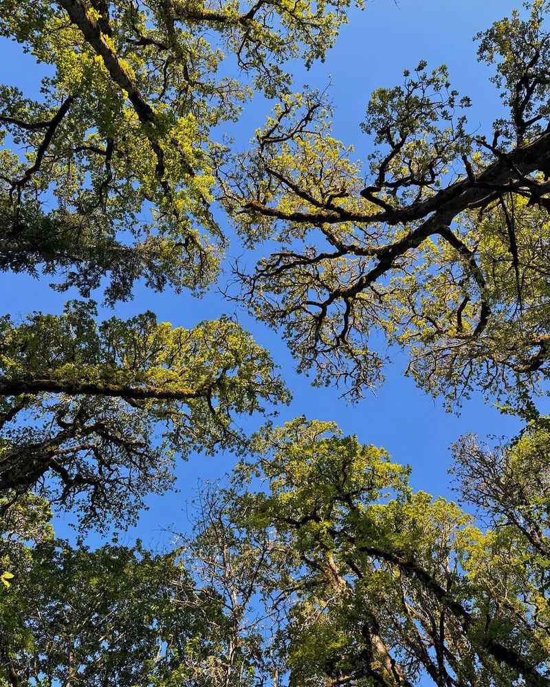 Tree Canopies