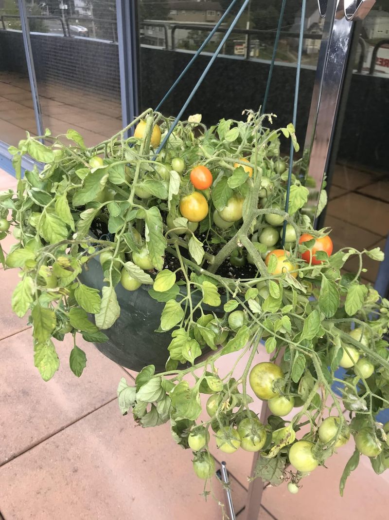 Hanging Tomato Baskets