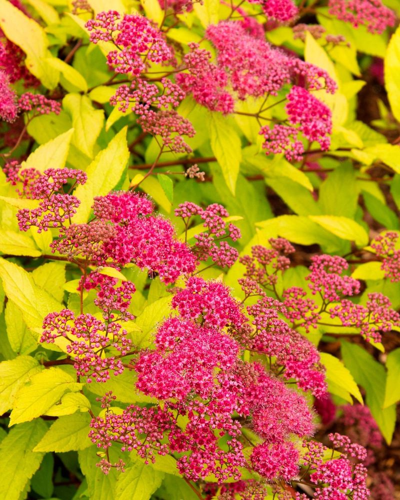 Spirea