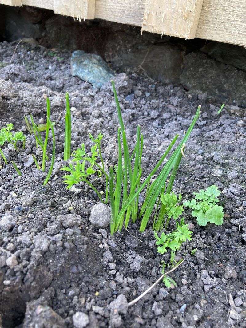 Lovage + Chives