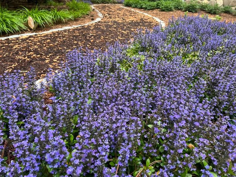 Ajuga