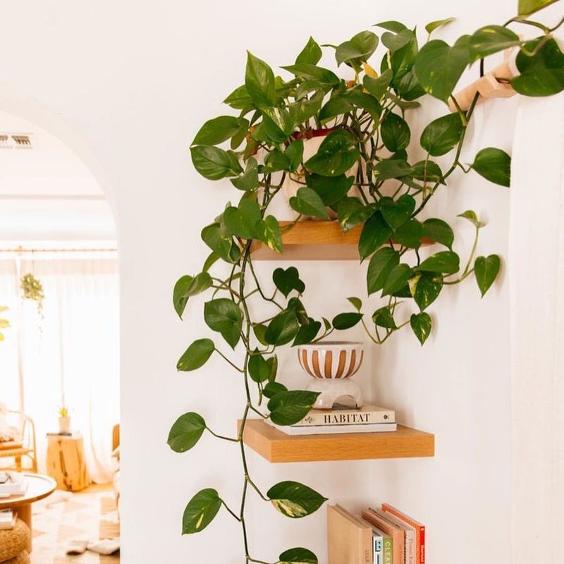 Bookshelf Trellis