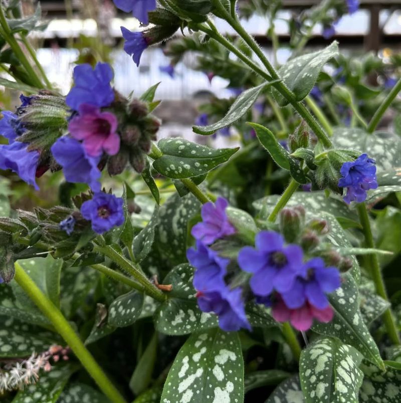 Pulmonaria