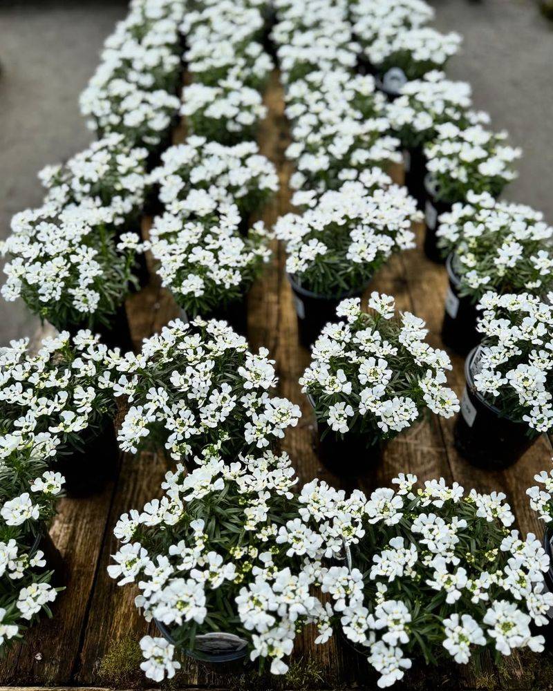 Candytuft