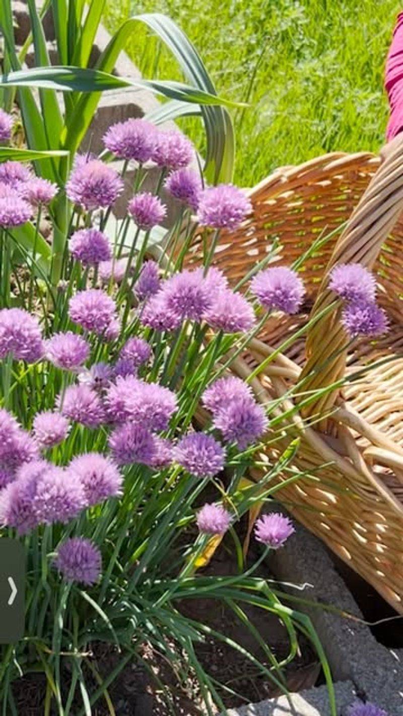 Chive Blossoms