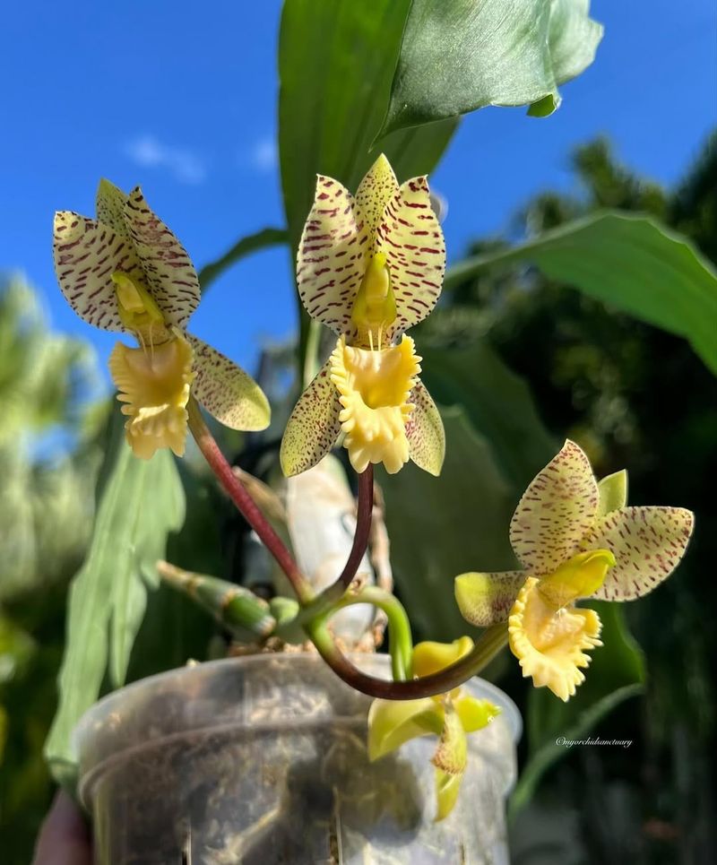 Golden Horizon Orchid