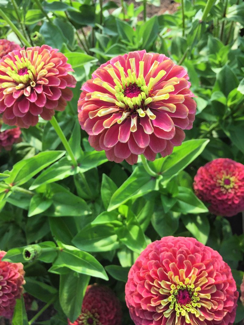 Zinnia