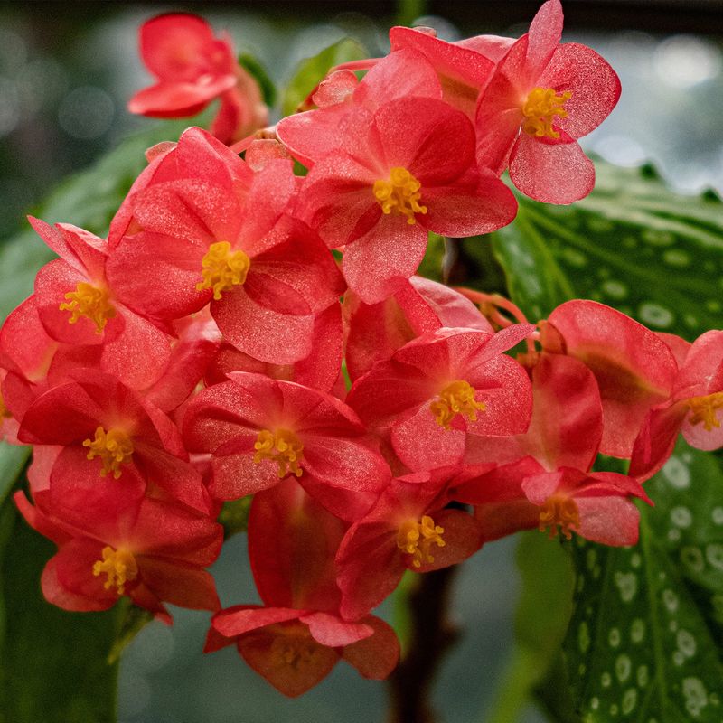 Begonias