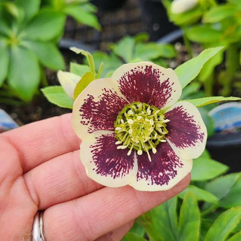 Hellebore