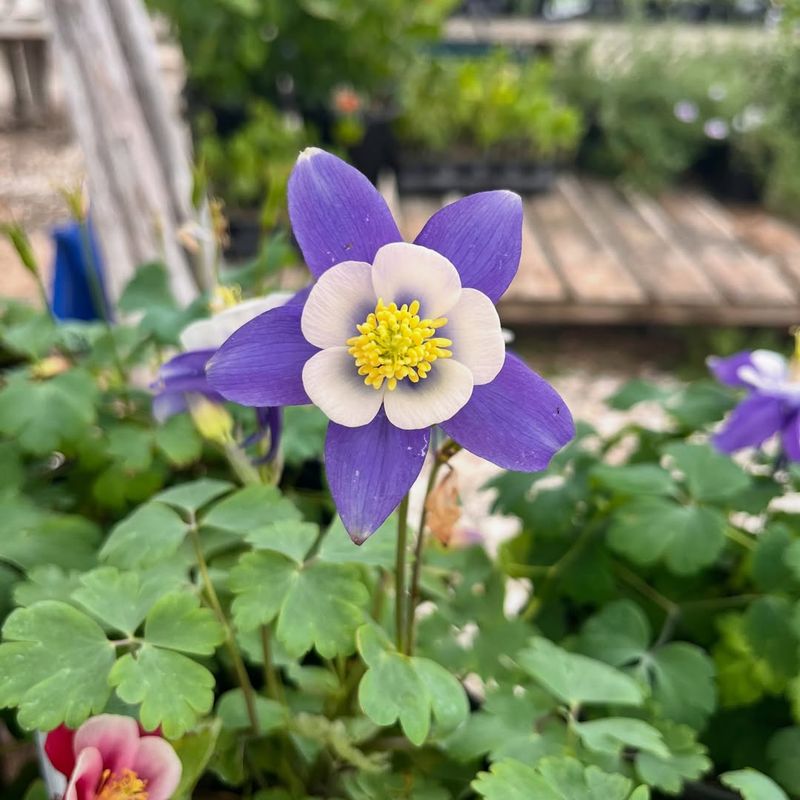 Columbine (Aquilegia)