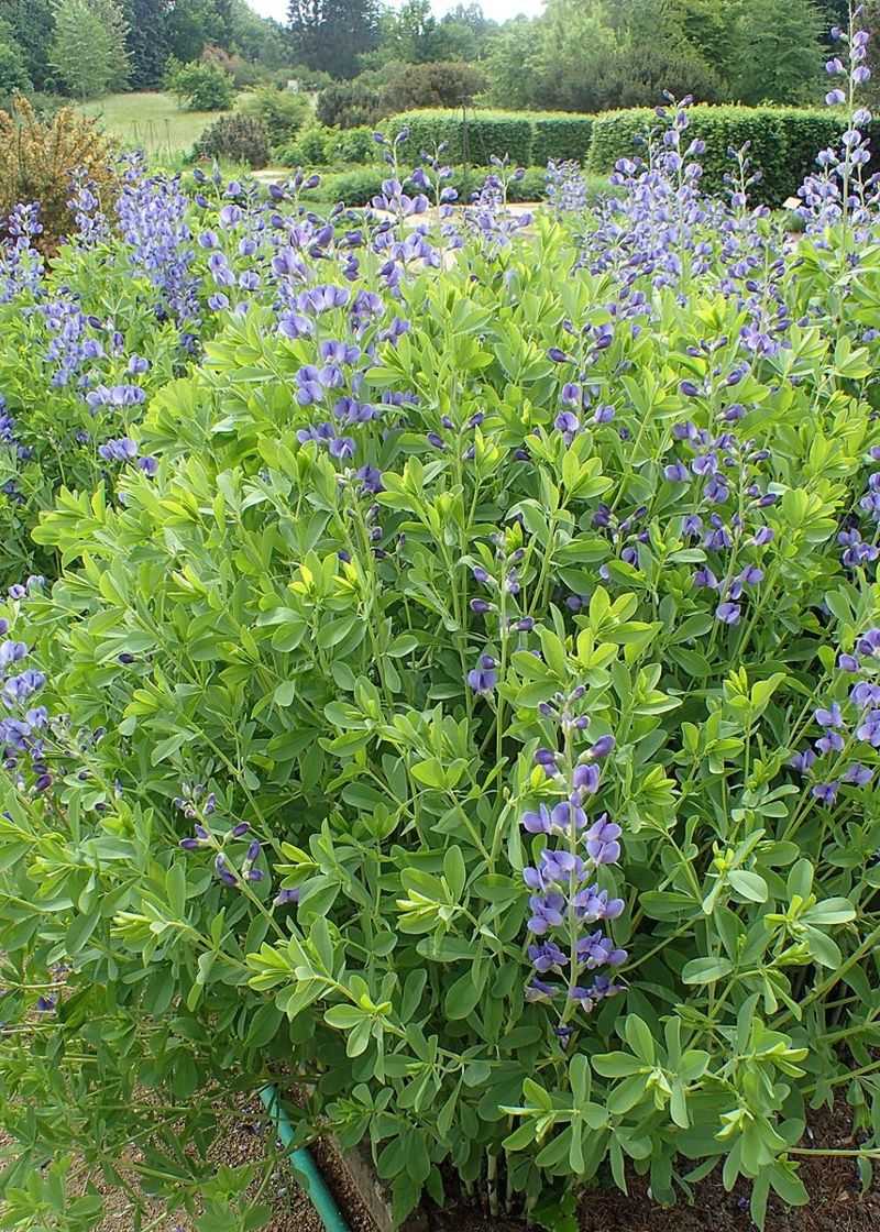 False Indigo – A Hardy, Non-Invasive Alternative