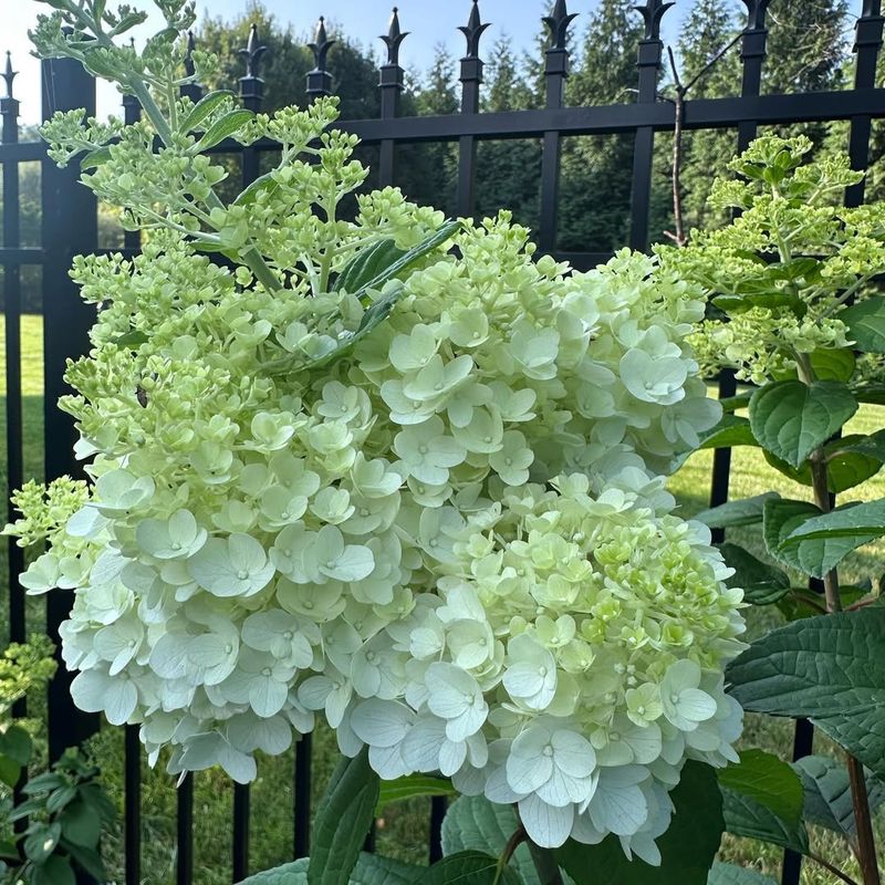 Panicle Hydrangea (Hydrangea paniculata ‘Limelight’)