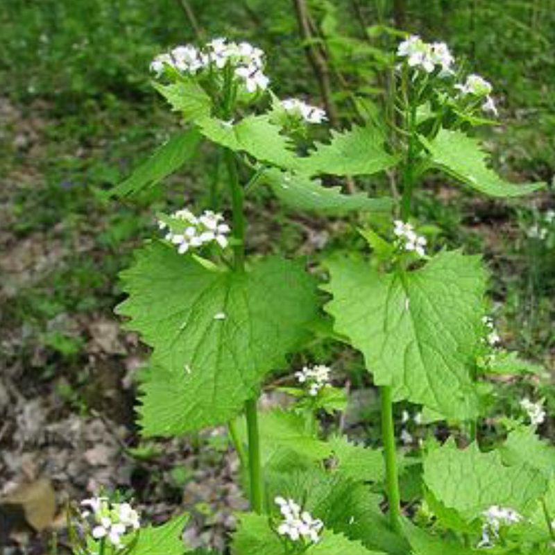 Garlic Mustard