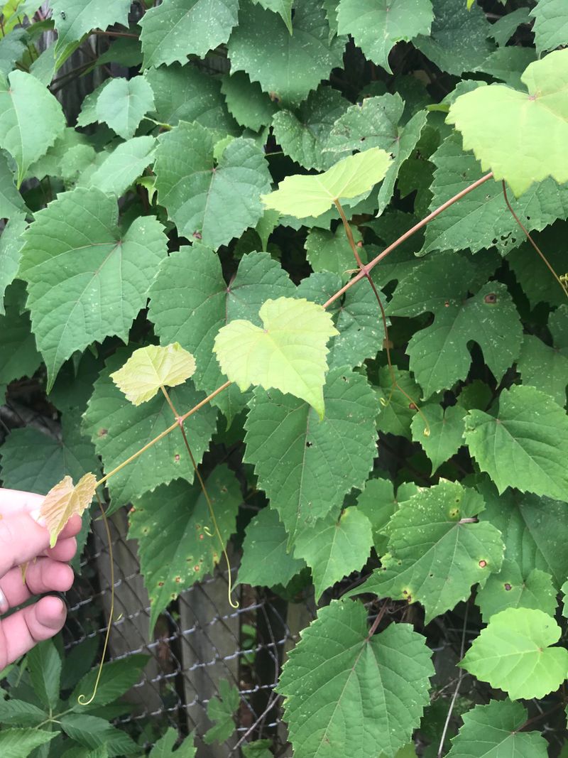 Wild Grape Vine (Vitis spp.)