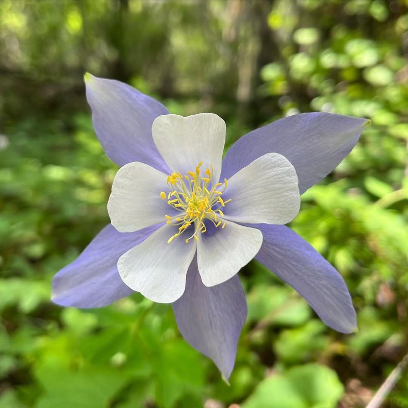 Colorado Blue Columbine