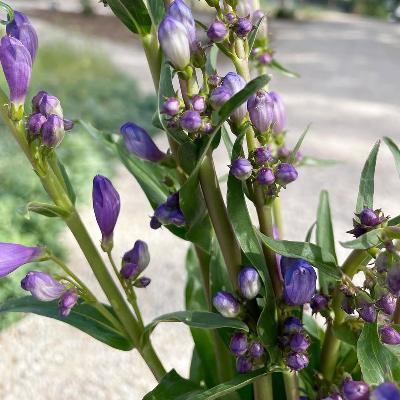 Rocky Mountain Penstemon