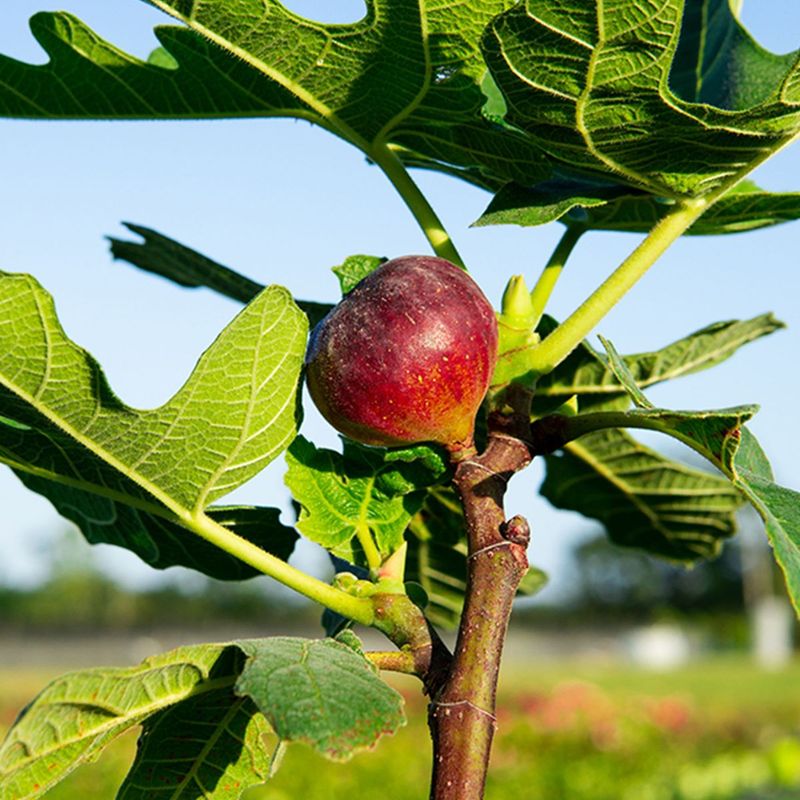 Fig Tree