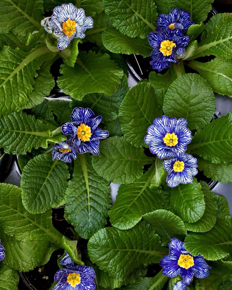 Zebra Blue Primrose