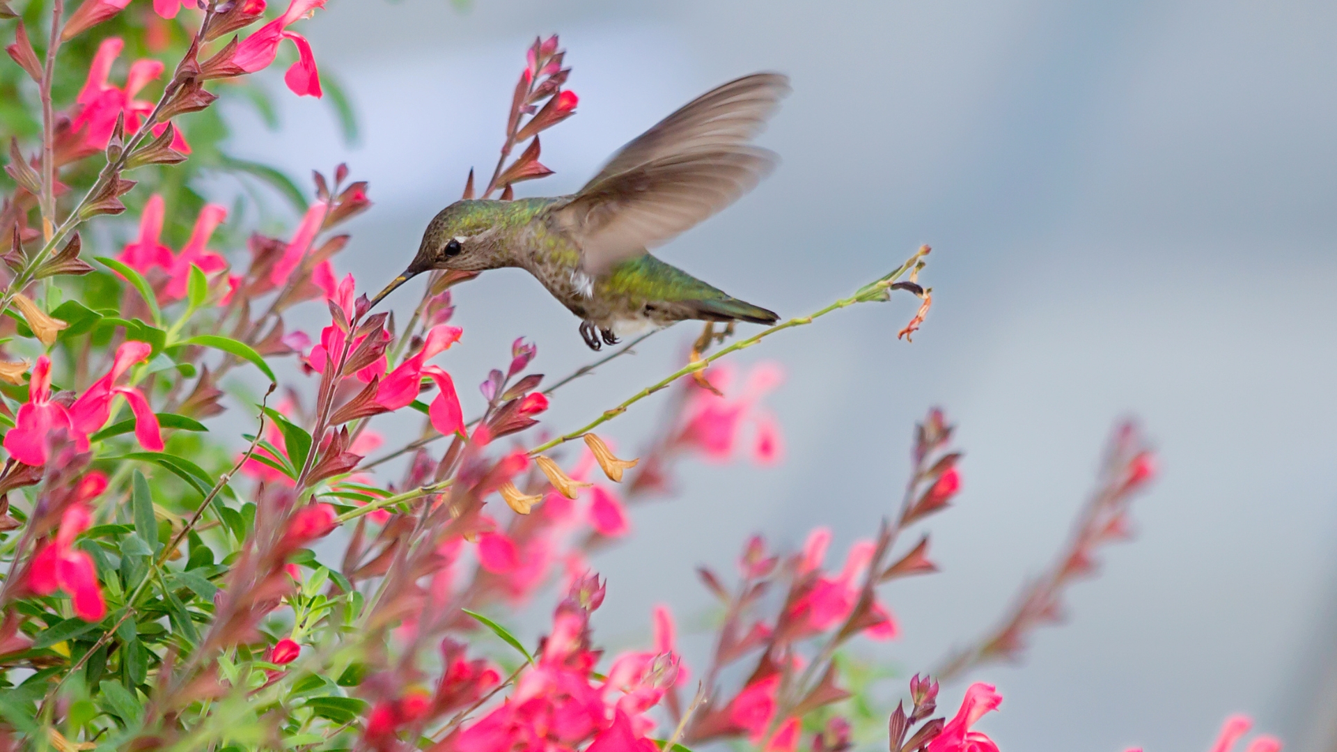 Want More Hummingbirds? Grow These 27 Annual Flowers