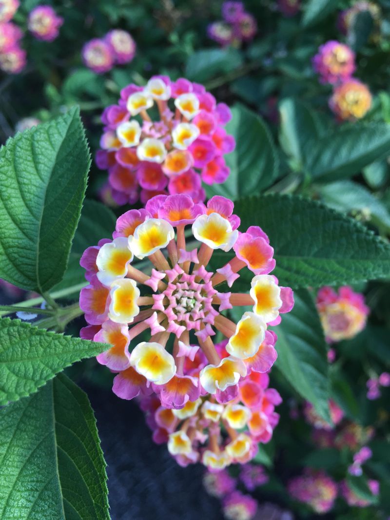 Pink And Gold Lantana