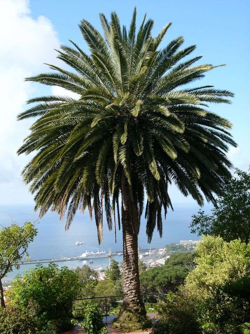 Canary Island Date Palm