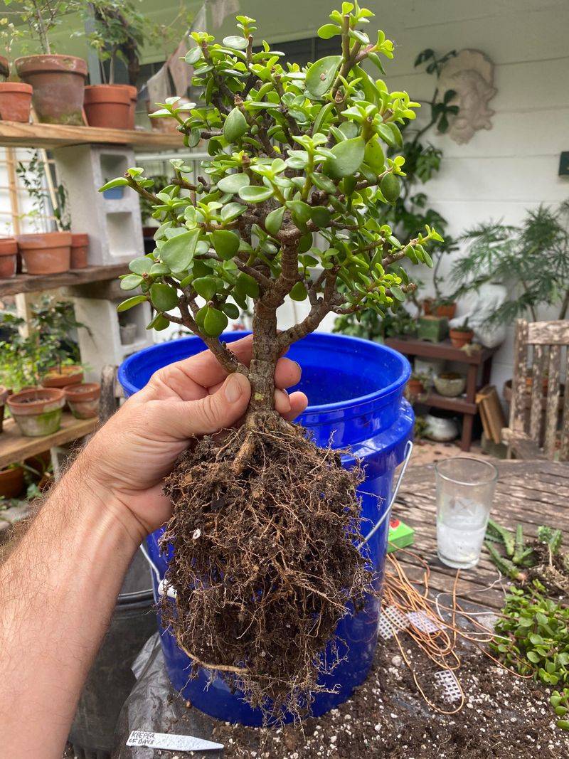 Trim Roots For Healthy Growth