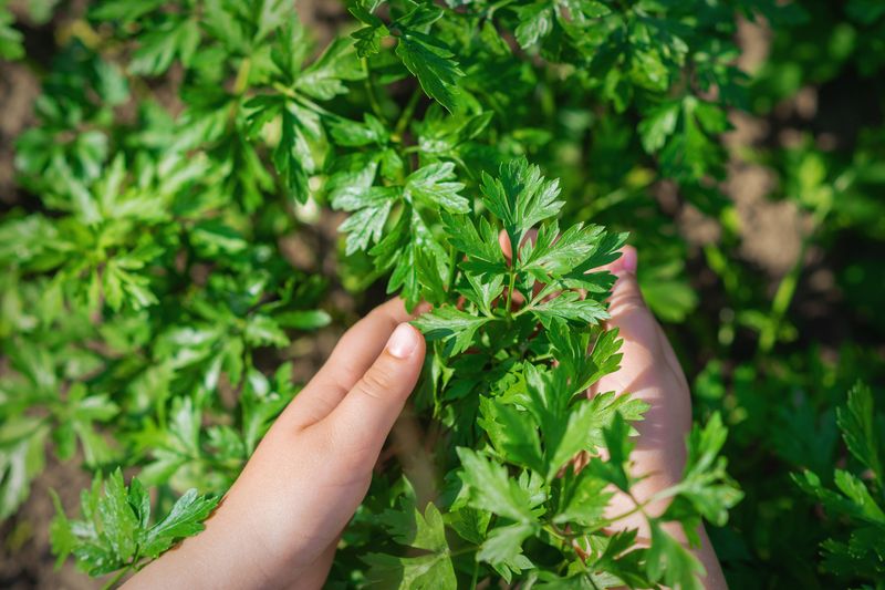 Use Cuttings For Regrowth