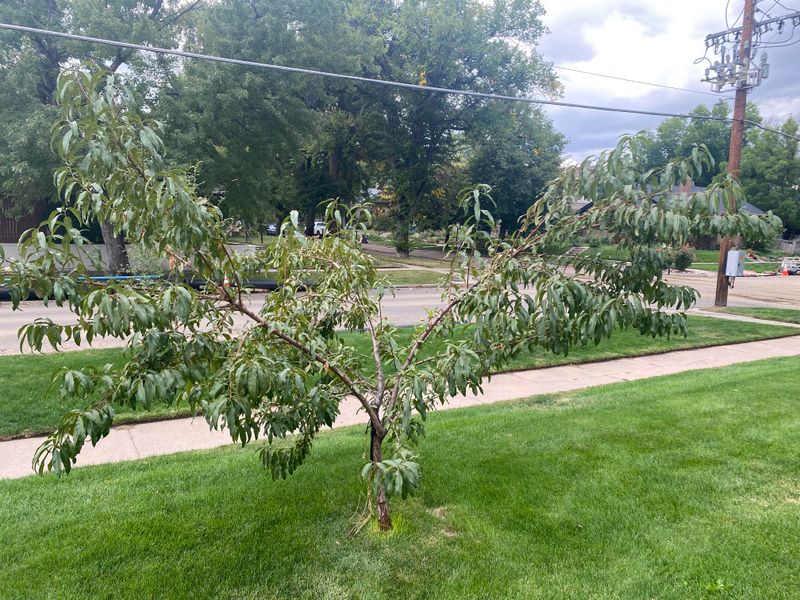 Disinfect Tools Between Trees