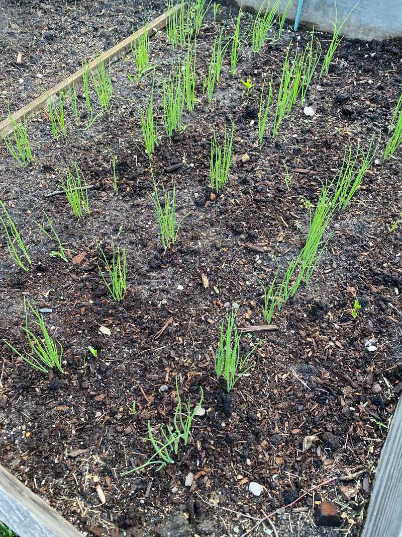 Thin Out Seedlings