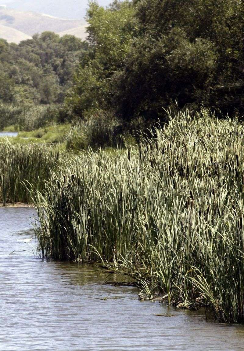 Altered Water Flow