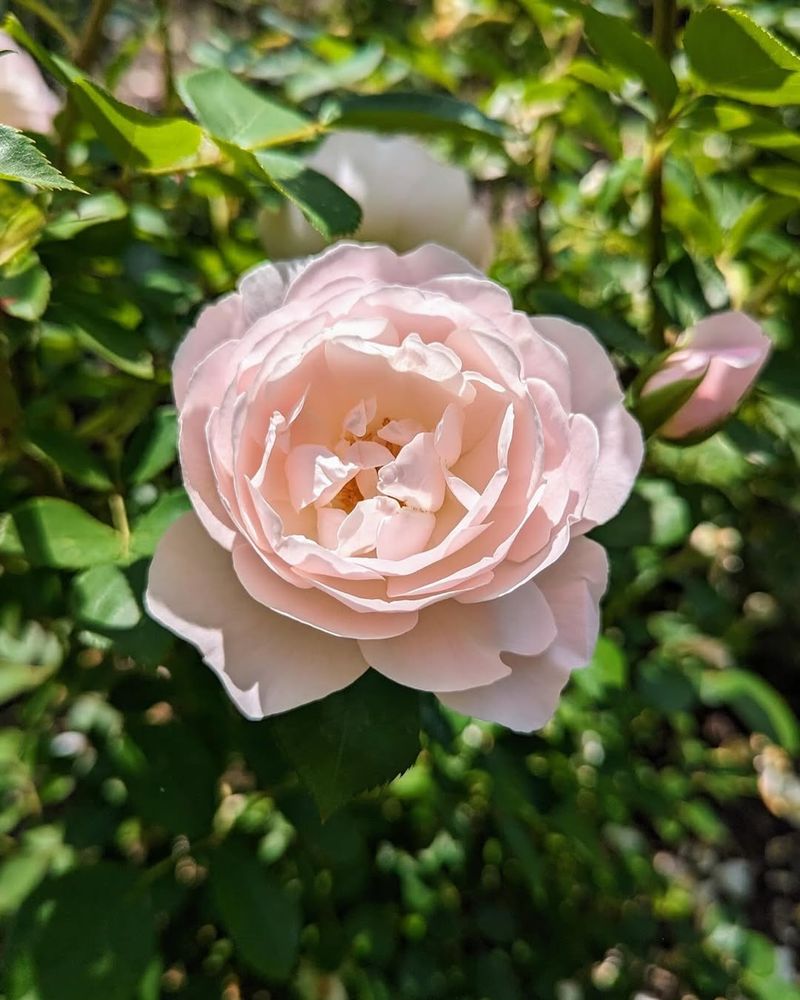 Formal Rose Gardens