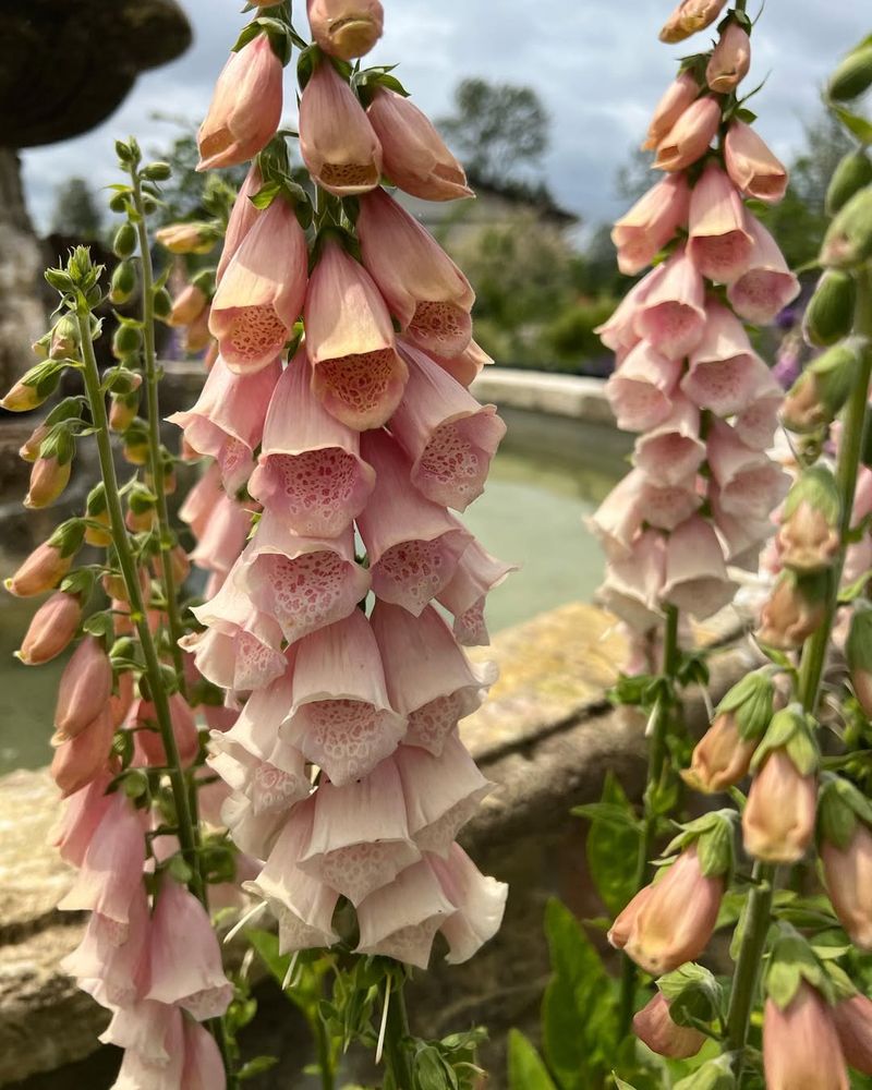 Foxglove