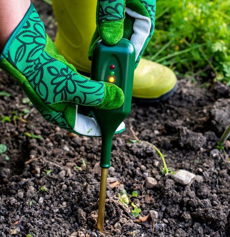 Keep the Soil Consistently Moist, Not Soggy