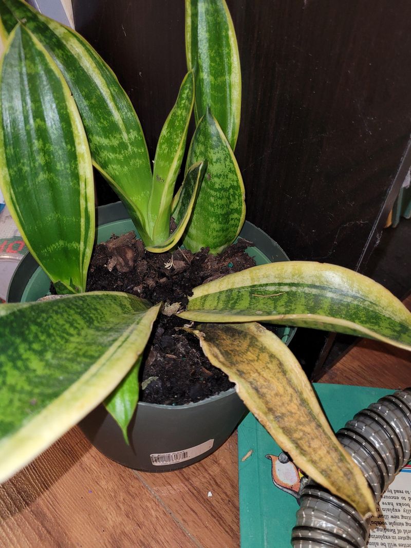 Avoid Overwatering At All Costs