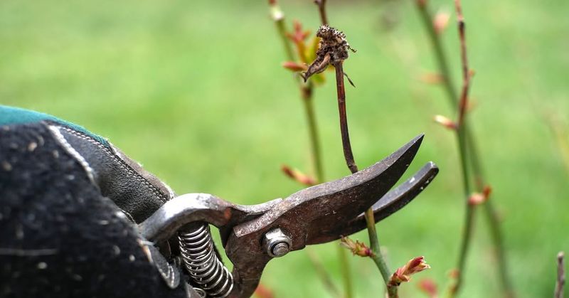 Prune Dead or Damaged Branches