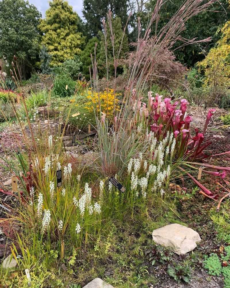 Bog Gardens