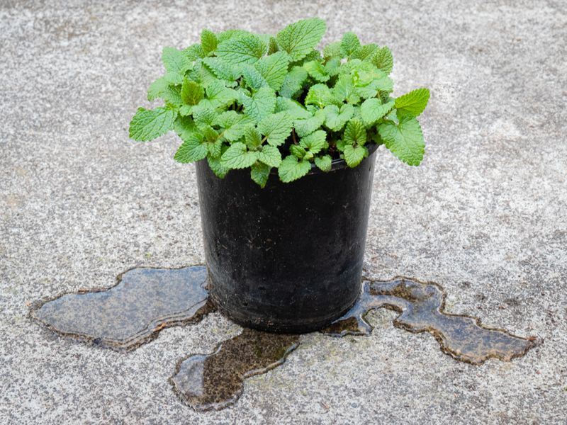 Ensure proper drainage in pots