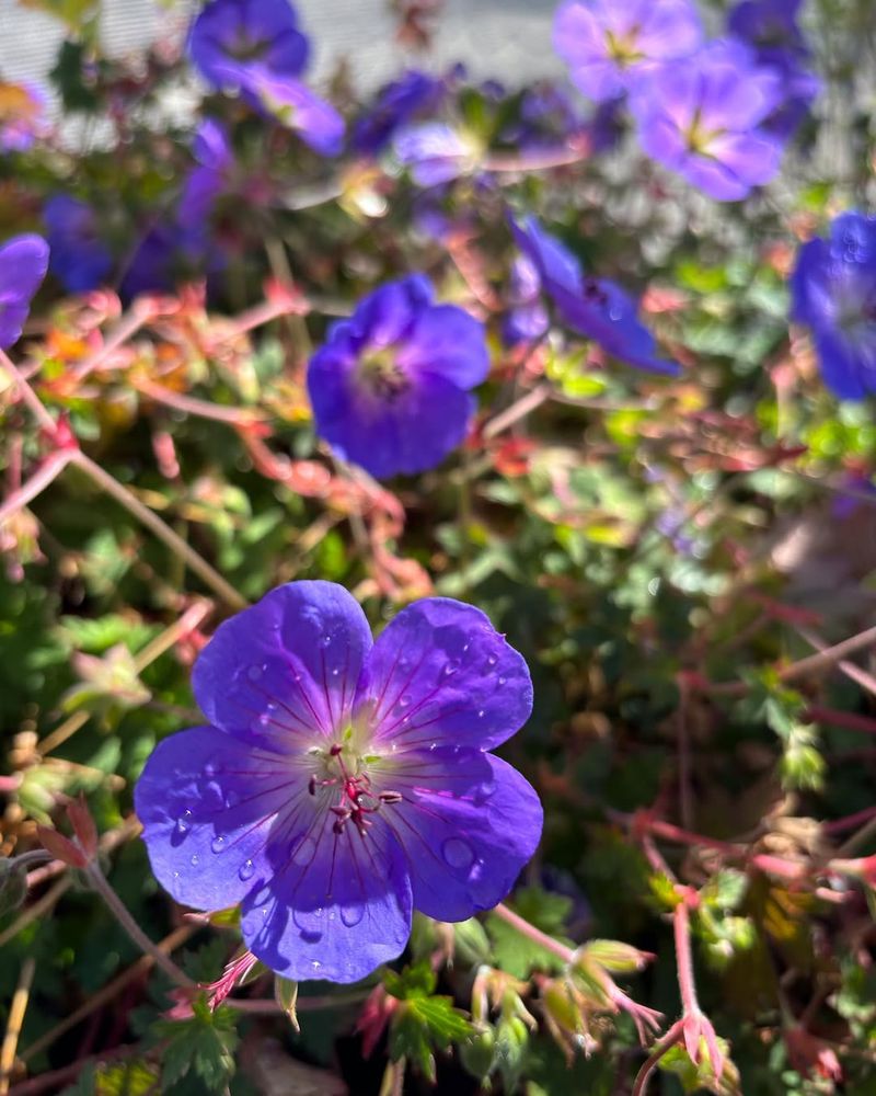 Deadhead Regularly for More Blooms