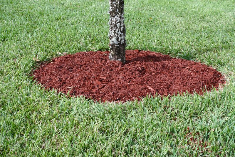 Mulch around the acorn