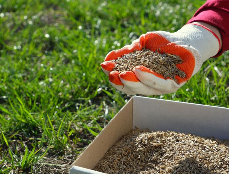 Sow Grass Seed During the Optimal Season