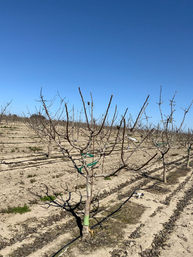 Pruning Practices