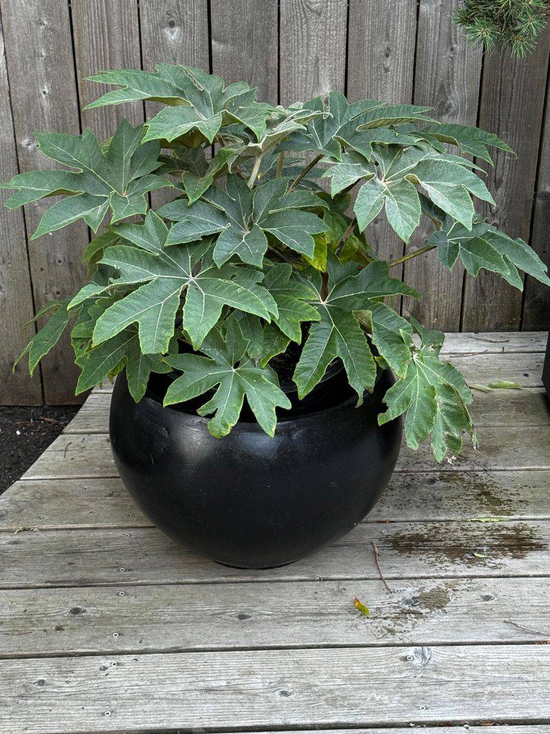 Japanese Aralia (Fatsia japonica)