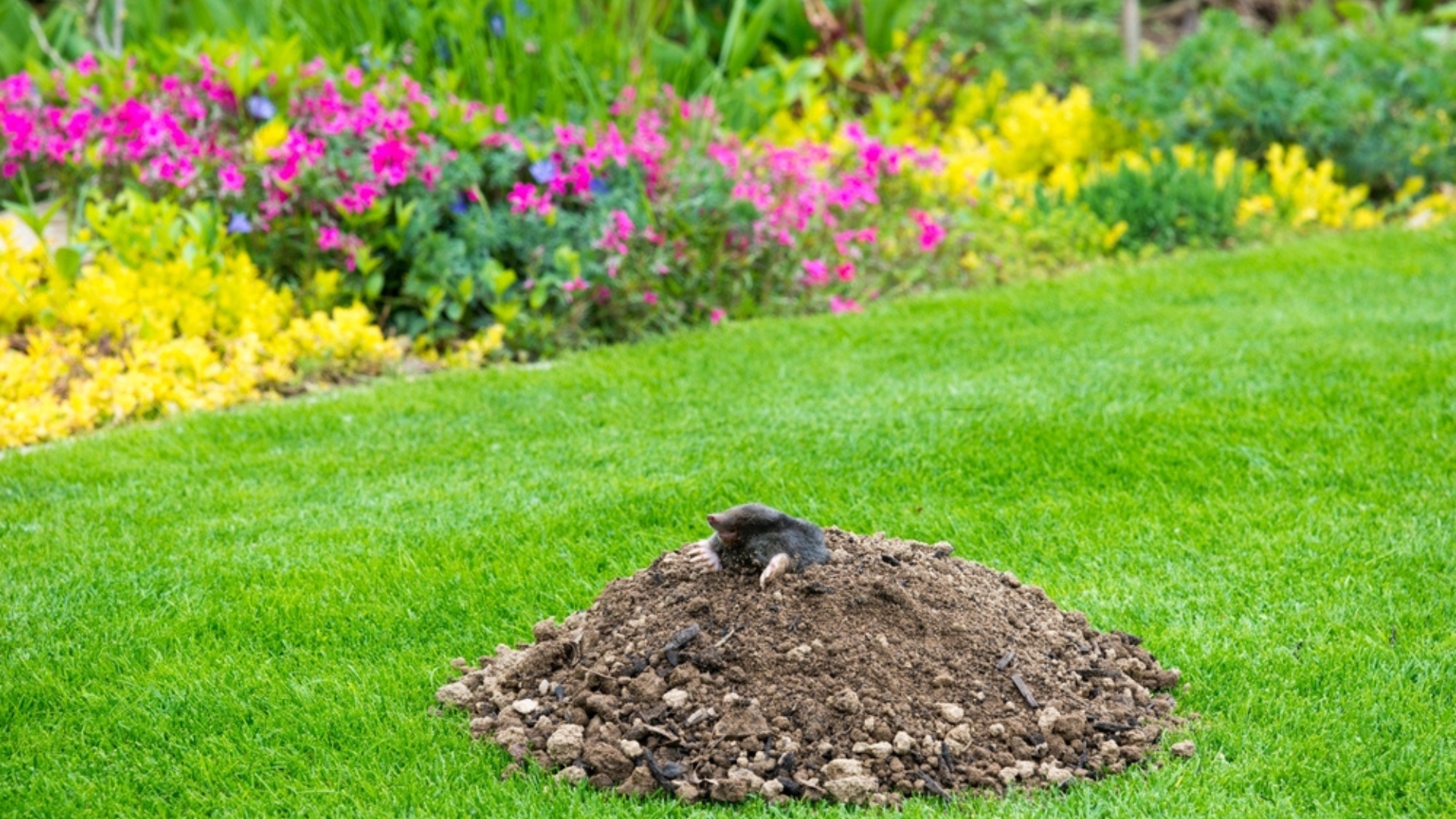 Ways To Repair Mole Damage On Your Lawn (And 20 Brilliant Tips To Keep Them From Coming Back)