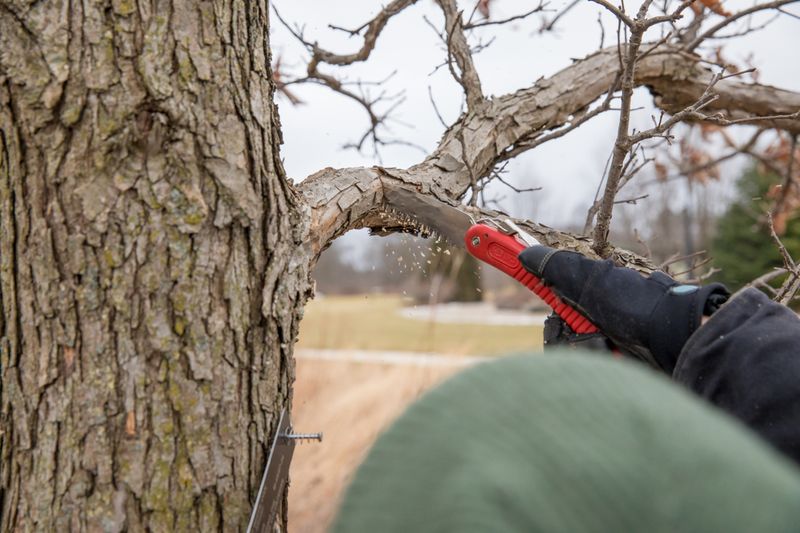 Trim tree branches away from the house