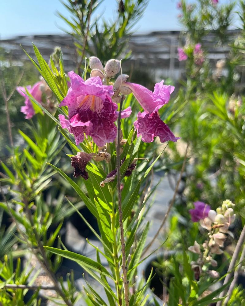 Desert Willow (Chilopsis linearis)